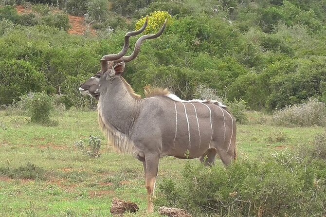 Private Half-Day Addo Elephant National Park Safari - Guided Safari Experience