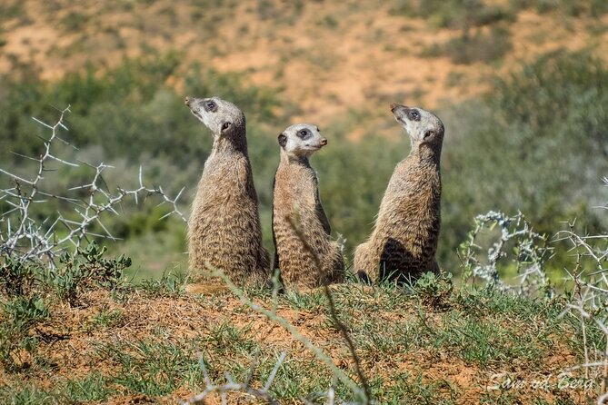Private Half-Day Addo Elephant National Park Safari - Explore Addo Elephant Park
