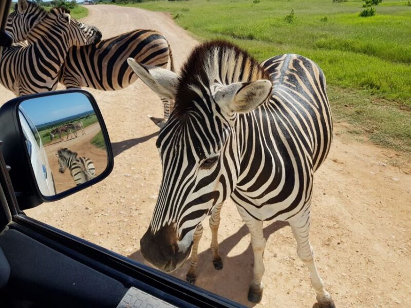 Private Half Day Addo Elephant National Park Safari - Key Points