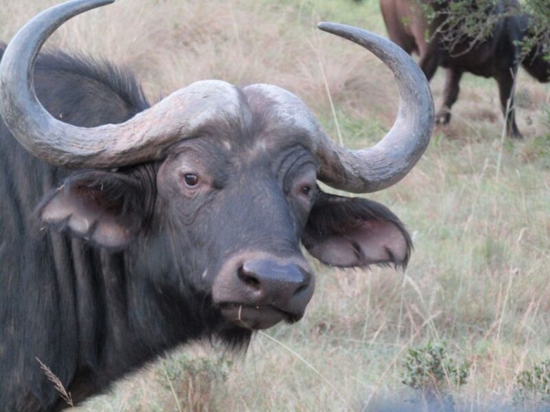 Private Half Day Addo Elephant National Park Safari - Highlights of the Experience