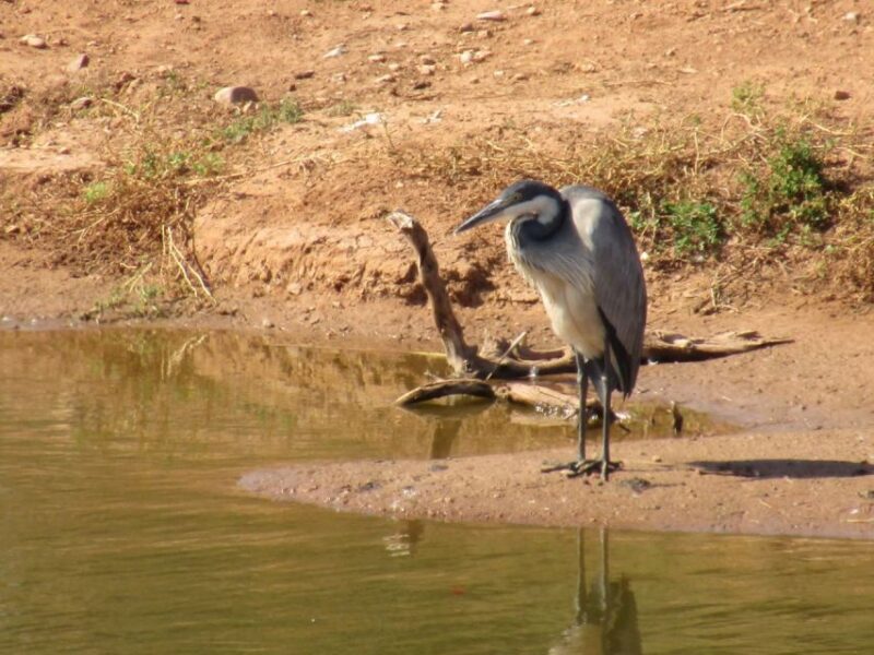 Private Half Day Addo Elephant National Park Safari - Inclusions and Exclusions