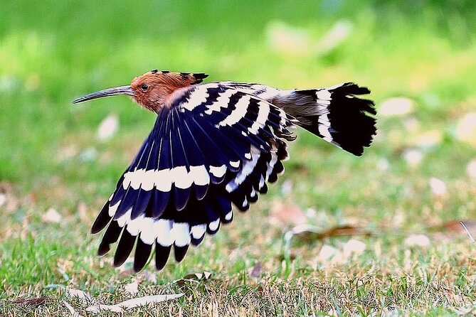 Private Half-Day Bird Watching Tour in Aswan - Tour Highlights