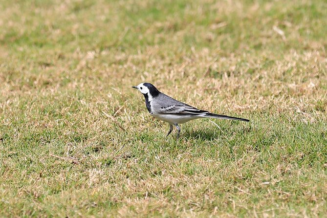 Private Half-Day Bird Watching Tour in Aswan - Reviews and Feedback
