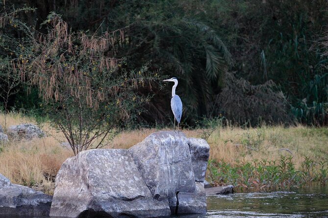 Private Half-Day Bird Watching Tour in Aswan - Questions About Your Stay