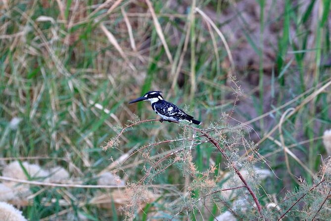 Private Half-Day Bird Watching Tour in Aswan - Booking Your Stay