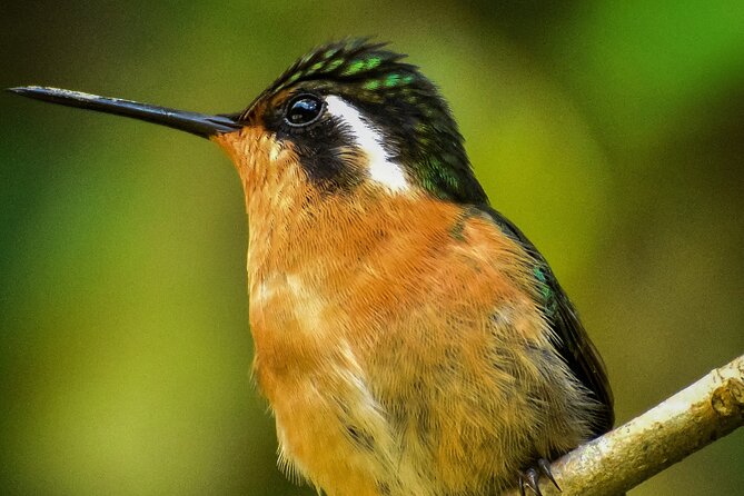 Private Half-Day Birding at Monteverde Cloud Forest - Key Points