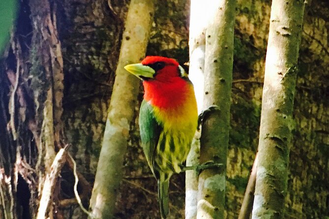 Private Half-Day Birding at Monteverde Cloud Forest - Highlights of the Experience