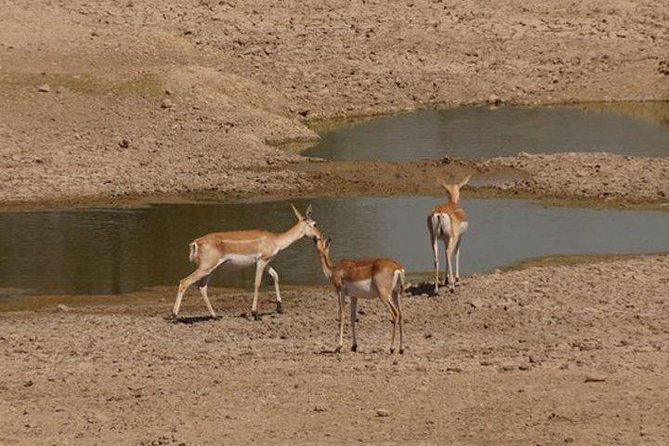 Private Half- Day Bishnoi Village Safari Day Tour In Jodhpur - Pickup Information