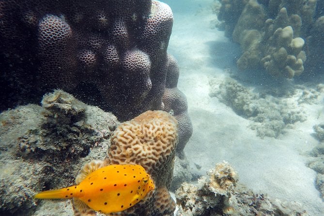Private Half-Day Blue Dragon Yacht for Snorkeling Koh Tan & Visit Pig Island - Visiting Pig Island
