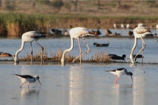 Private Half-Day Boat Tour in Ria Formosa From Faro - Participant Requirements