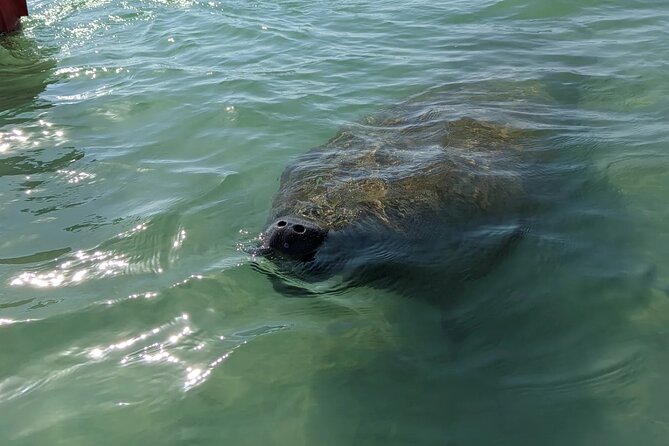 Private Half Day Boat Tour in Sarasota, Florida - Cancellation and Payment