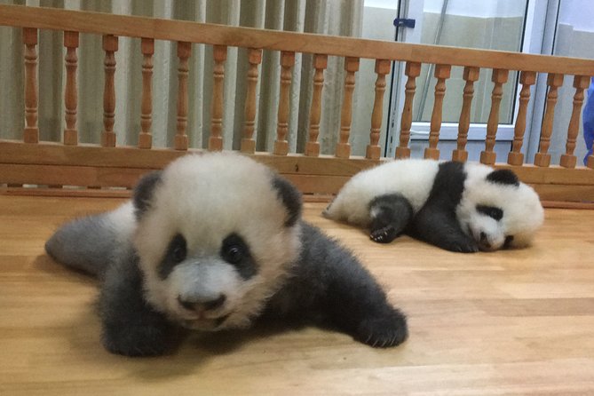 Private Half-Day Chengdu Panda Breeding Center Tour With Optional Volunteer - Meeting and Pickup Details