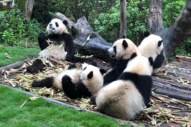 Private Half-Day Chengdu Panda Breeding Center Tour With Optional Volunteer - Panda Observation Experiences