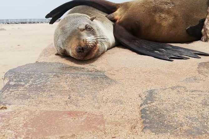 Private Half Day Coast Tour of Walvis Bay and Swakopmund City - Welwitschia Drive Adventure