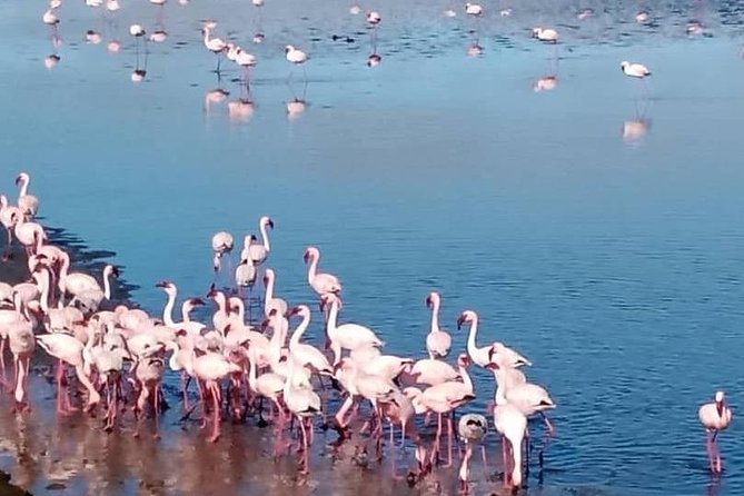 Private Half Day Coast Tour of Walvis Bay and Swakopmund City - Customer Feedback and Experiences