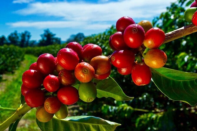 Private Half-Day Coffee & Rum Tour From Bogotá - Tour Logistics and Pricing