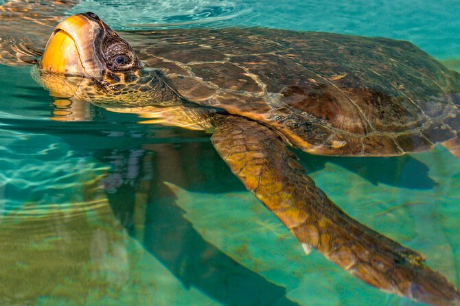 Private Half-day Dalyan Boat Trip - Tour Experience