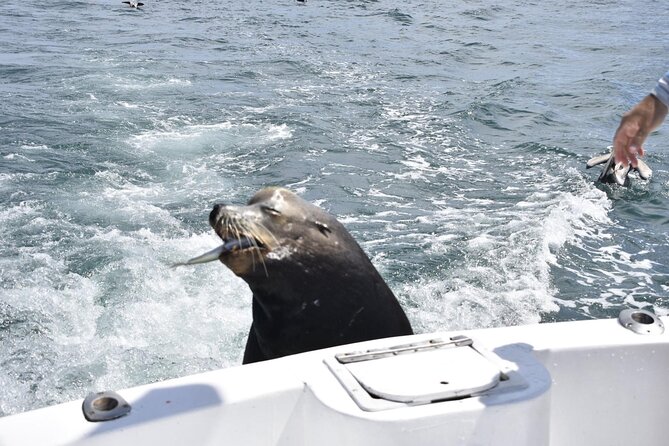 Private Half-day Deep Sea Fishing Charter in Cabo San Lucas - Frequently Asked Questions