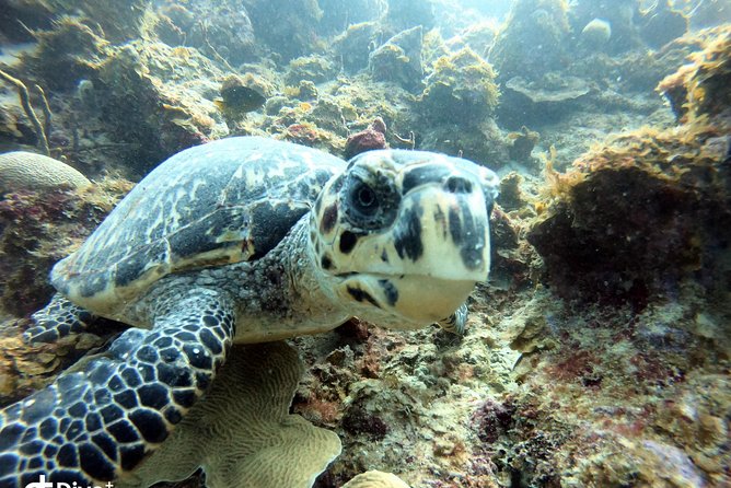 Private Half-Day Dive Trip in St Thomas Virgin Islands - Overview of the Dive Experience