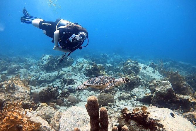 Private Half-Day Dive Trip in St Thomas Virgin Islands - Unique Dive Spots and Personalization