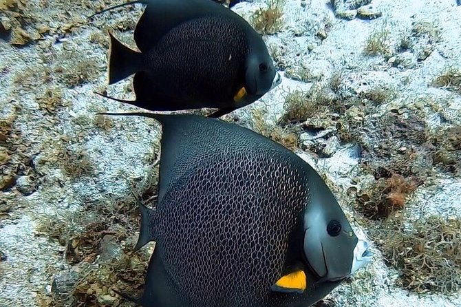 Private Half-Day Dive Trip in St Thomas Virgin Islands - Professional Guide and Personalized Itinerary
