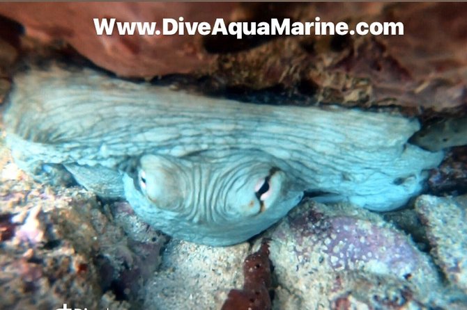 Private Half-Day Dive Trip in St Thomas Virgin Islands - Transportation and Parking Availability