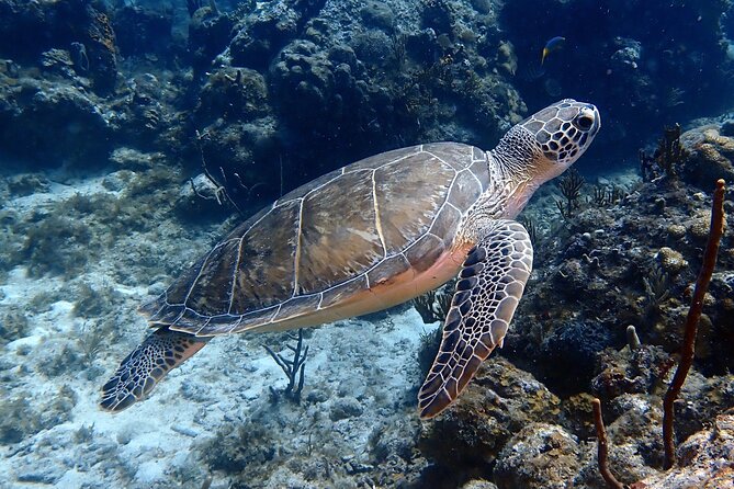 Private Half-Day Guided Snorkeling Charter in St. Thomas - Participant Requirements