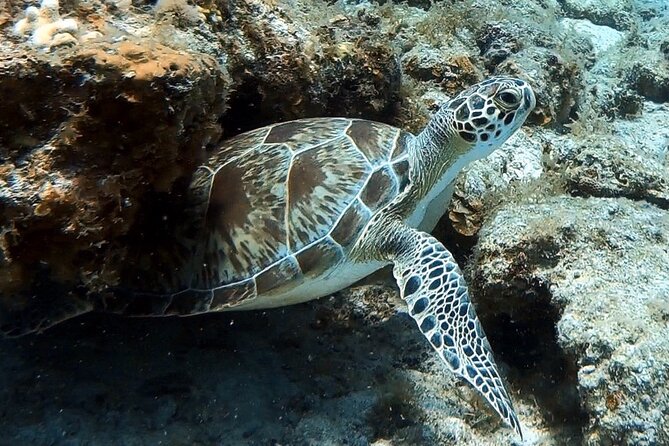 Private Half-Day Guided Snorkeling Charter in St. Thomas - Booking and Cancellation Policy