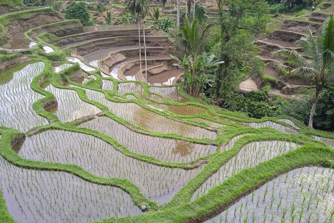 Private Half Day Heritage and Cultural Ubud Tour - All Inclusive - Accessibility