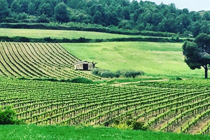 Private Half-Day Languedoc Wine and Oyster Tour From Sète - Customer Reviews and Feedback