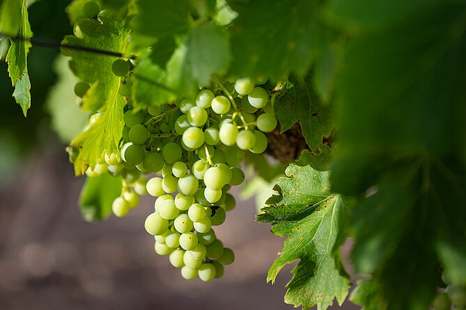 Private Half-Day Languedoc Wine Tour From Sète - Transport and Pickup Arrangements