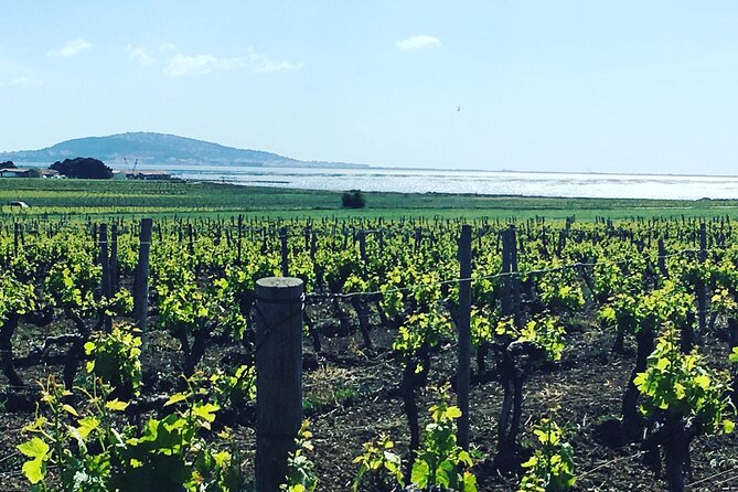 Private Half-Day Languedoc Wine Tour From Sète - Group Size and Cancellation Policy