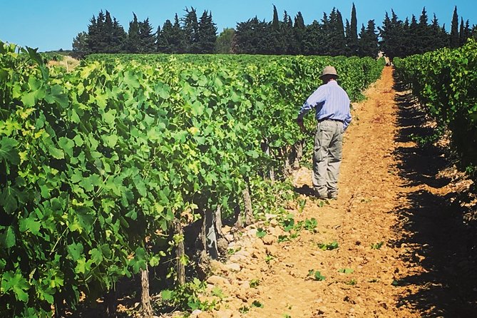 Private Half-Day Languedoc Wine Tour From Sète - Discovering Languedocs Unique Offerings