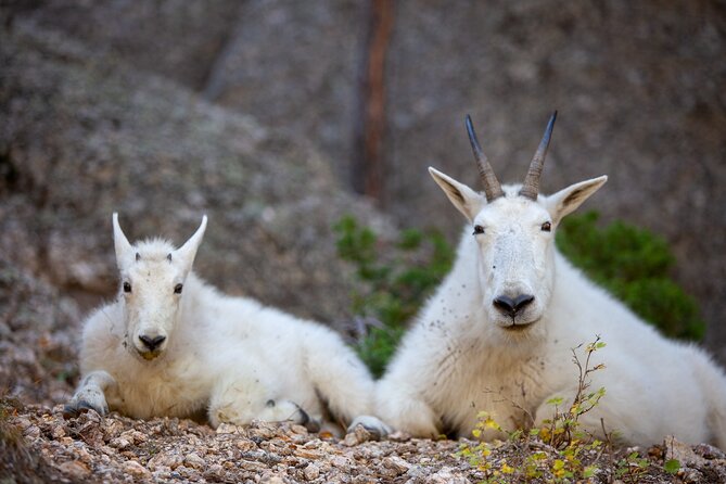 Private Half Day Mt Rushmore & Black Hills Tour - Snacks and Bottled Water