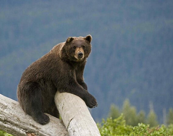 Private Half-Day Nature Tour From Anchorage - Key Points