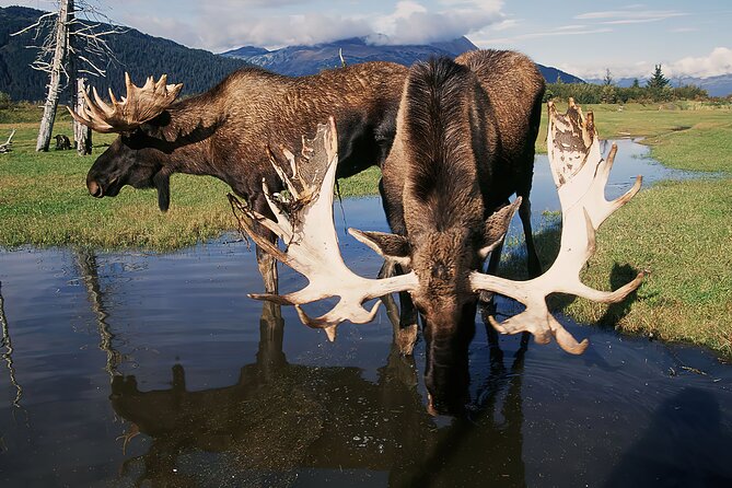 Private Half-Day Nature Tour From Anchorage - Pickup Information