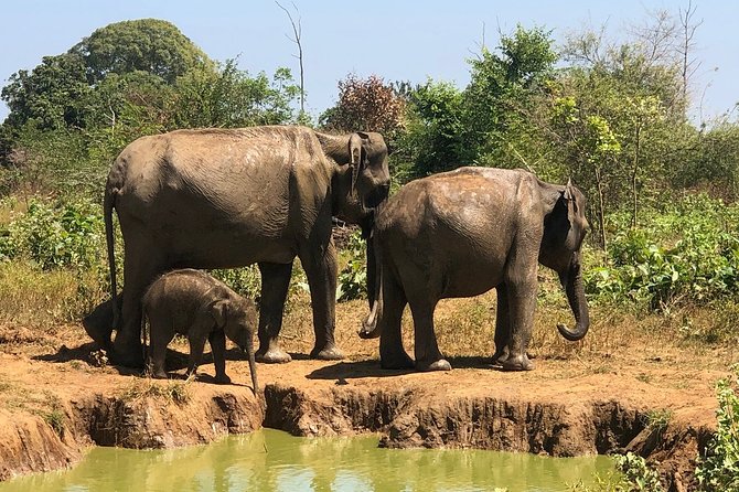 Private Half Day Safari in Udawalawe National Park - Diverse Wildlife Encounters