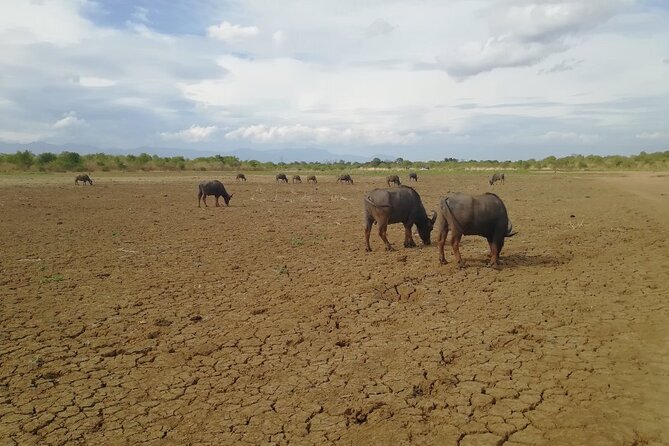 Private Half Day Safari in Udawalawe National Park - Conservation and Learning