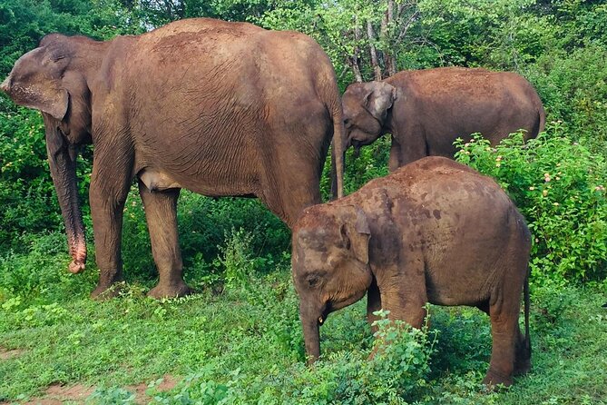 Private Half Day Safari Jeep Tour in Udawalawa National Park - Meeting and Pickup Details