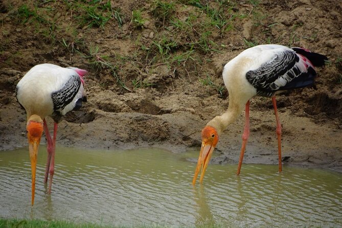 Private Half Day Safari Jeep Tour in Udawalawa National Park - Start Time and Accessibility