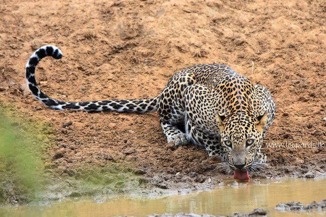 Private Half Day Safari Tour to Yala NP From Tangalle and Drop Back - Pickup and Drop-off