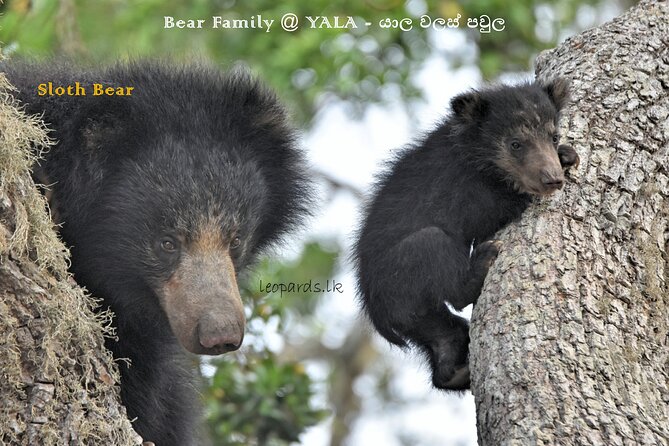 Private Half Day Safari Tour to Yala NP From Tangalle and Drop Back - Reviews