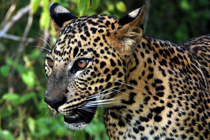 Private Half Day Safari Tour to Yala NP From Tangalle and Drop Back - Reservation Details