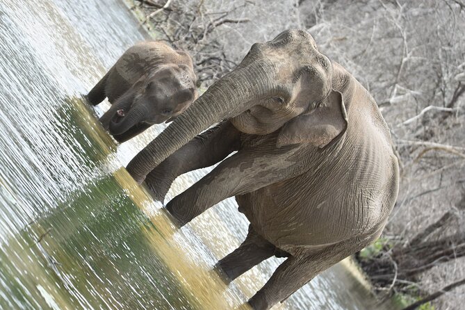 Private Half Day Safari Tour to Yala NP From Tangalle and Drop Back - Highlights of the Tour
