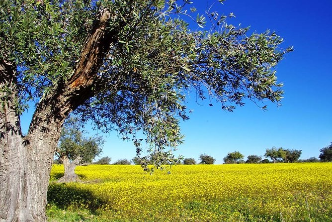 Private Half Day Shore Excursion to Ancient Corinth - Viators Commitment to Quality