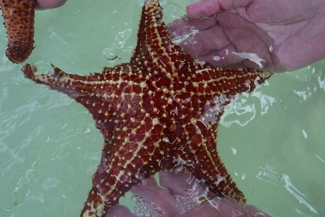 Private Half Day Stingray City, Snorkeling and Starfish Beach Tour - Tour Overview and Details
