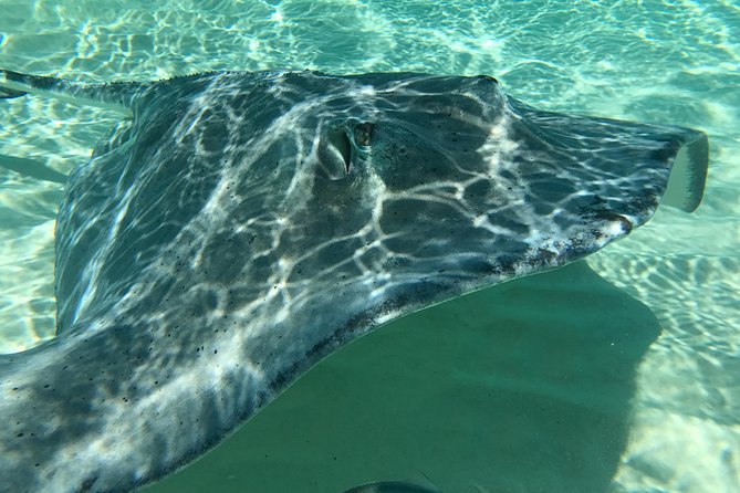 Private Half Day Stingray City, Snorkeling and Starfish Beach Tour - Customer Experiences and Feedback