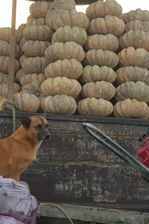 Private Half Day Tour - Cai Rang Floating Market - Key Points