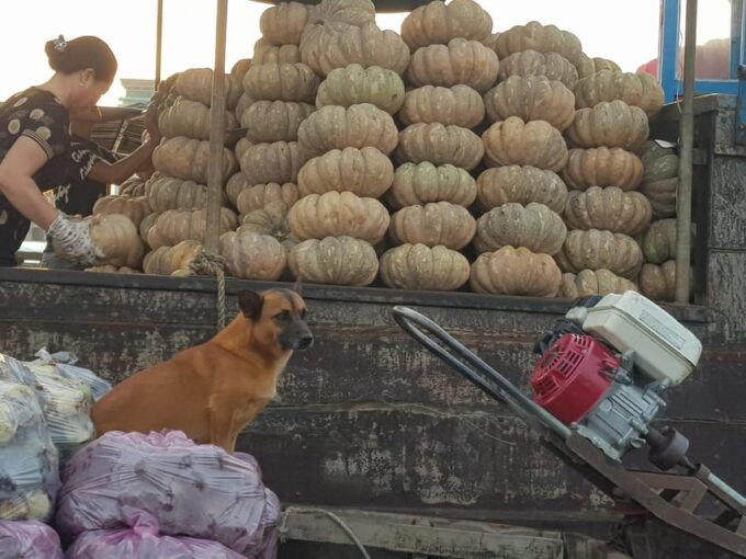Private Half Day Tour - Cai Rang Floating Market - Frequently Asked Questions