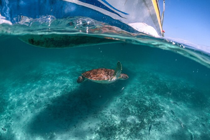 Private Half Day Tour in Cenote Cave and Swimming With Turtles - Meeting and Pickup Details